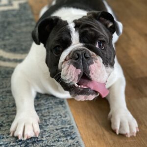 Clicker training Podcast