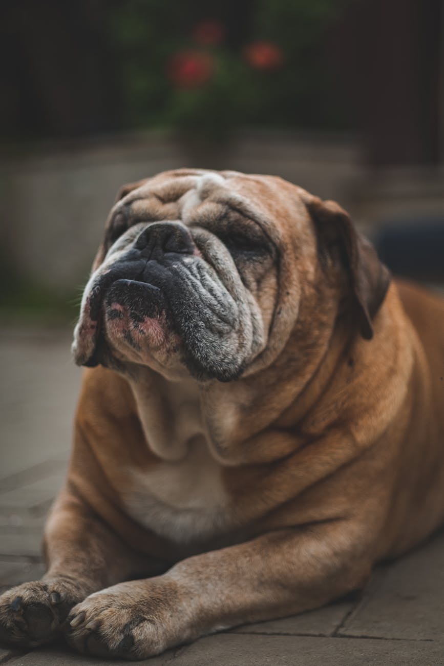 English Bulldog with wrinkled face sitting and looking up