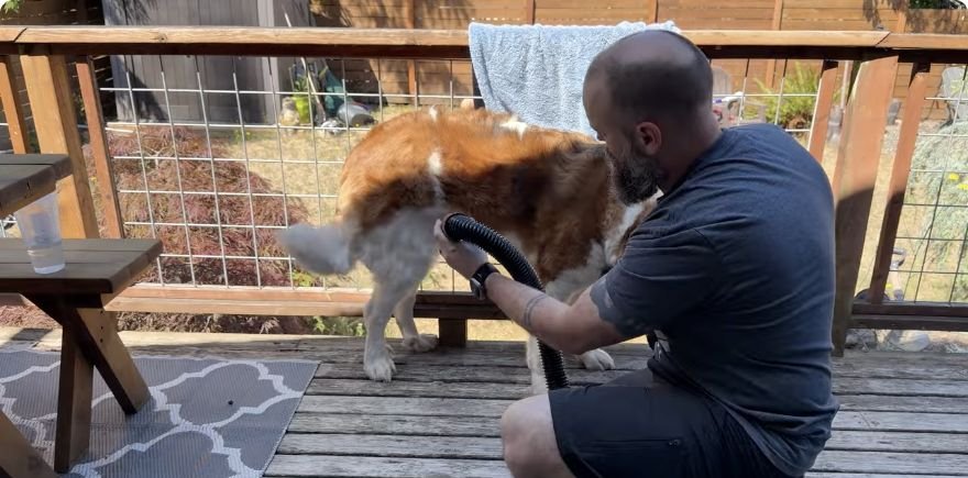 Braden using the Flying Pig dog dryer on his St. Bernard during the real-world test