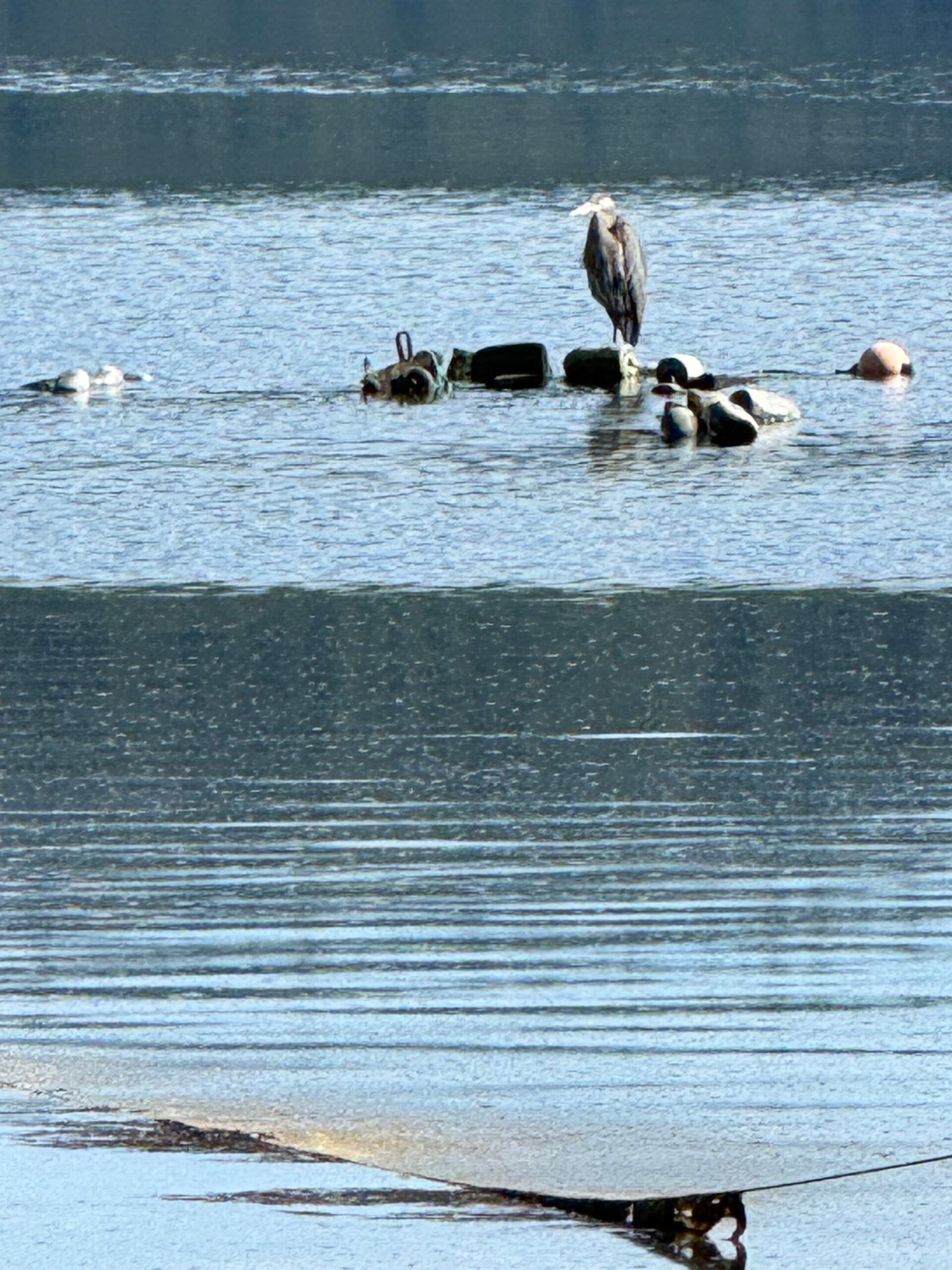 A bird perched above the water during the Hama Hama visit