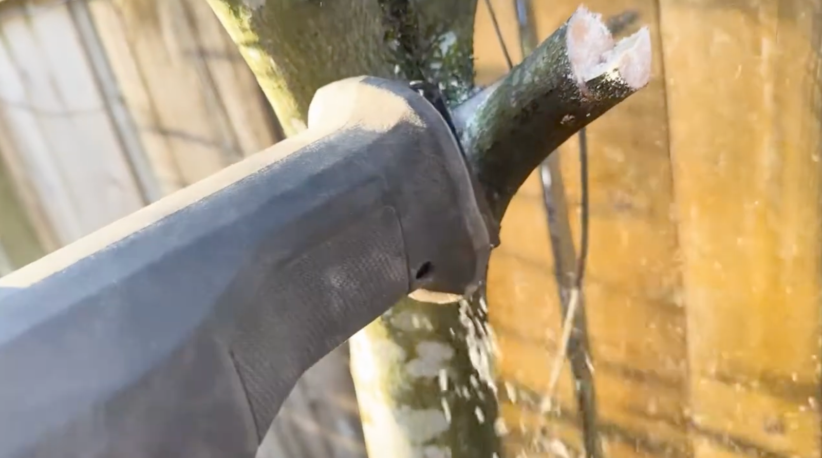 Ryobi saw near the remaining small branch during a pruning demonstration
